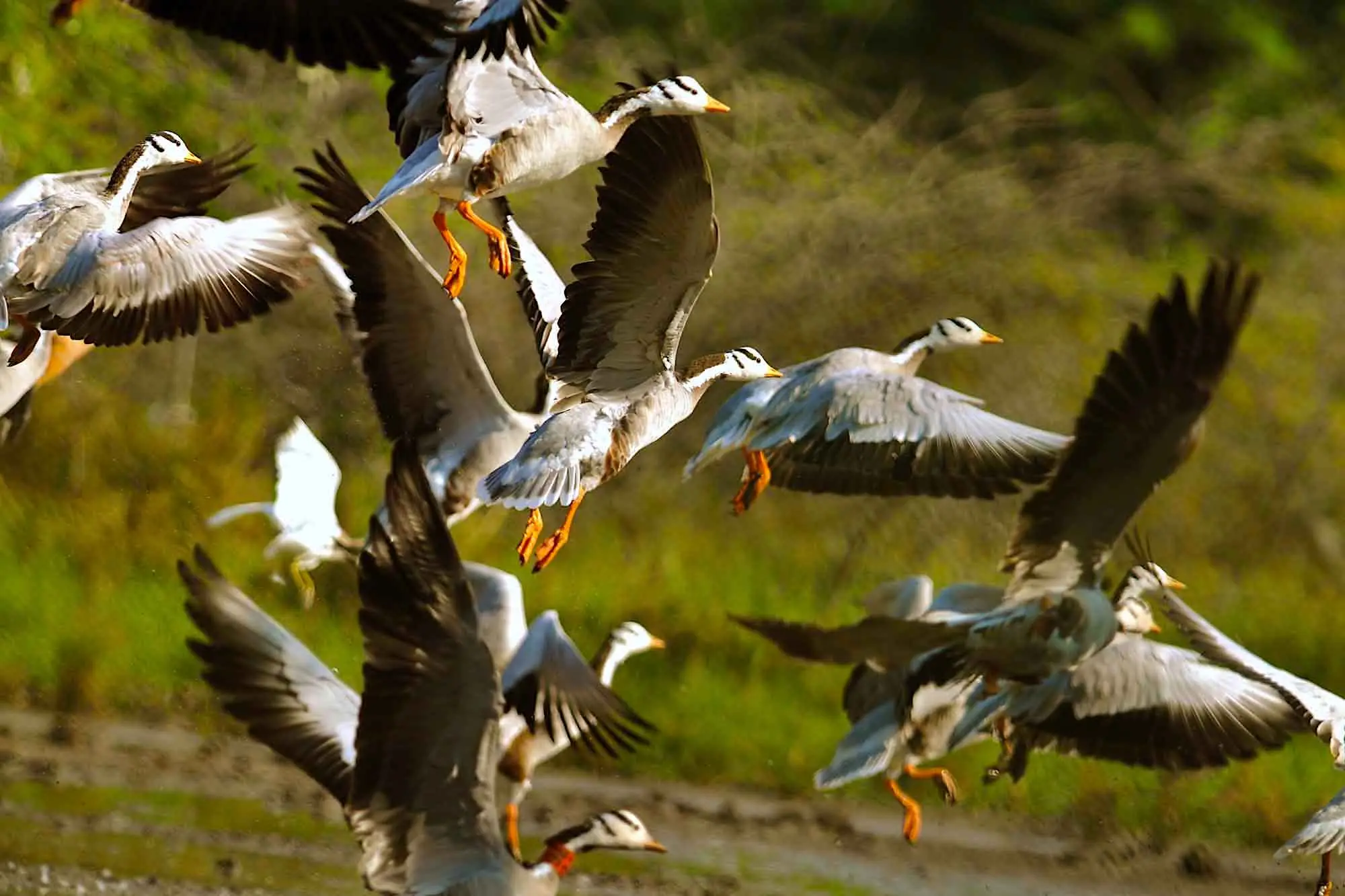 Bar-headed geese flock taking flight