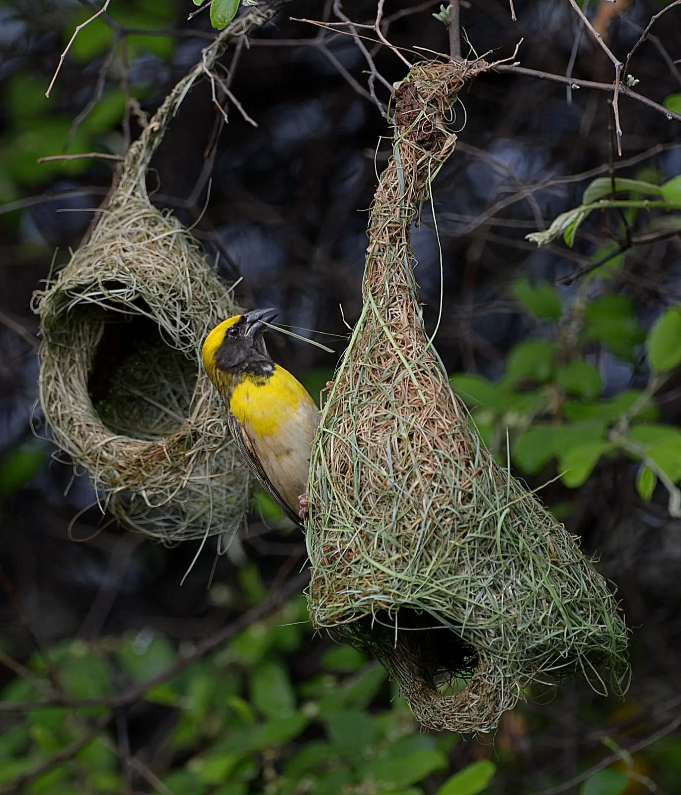 Baya weaver building intricate nest