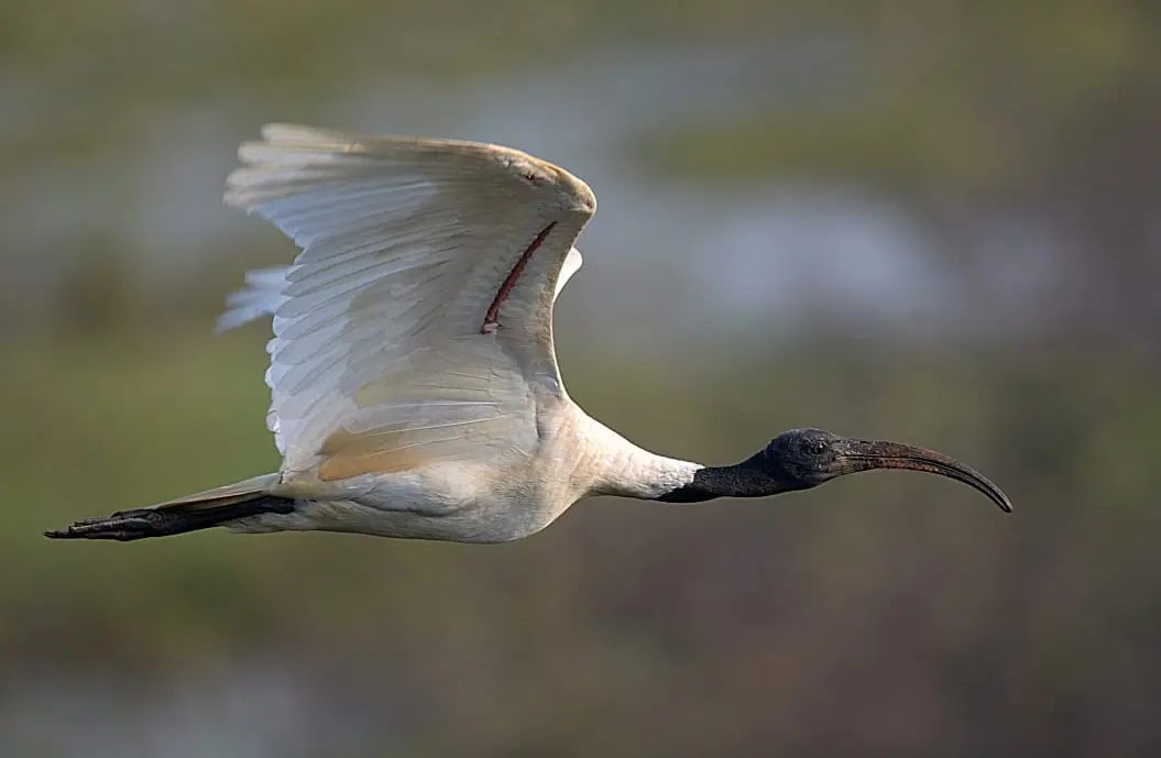 Black-headed ibis in flight