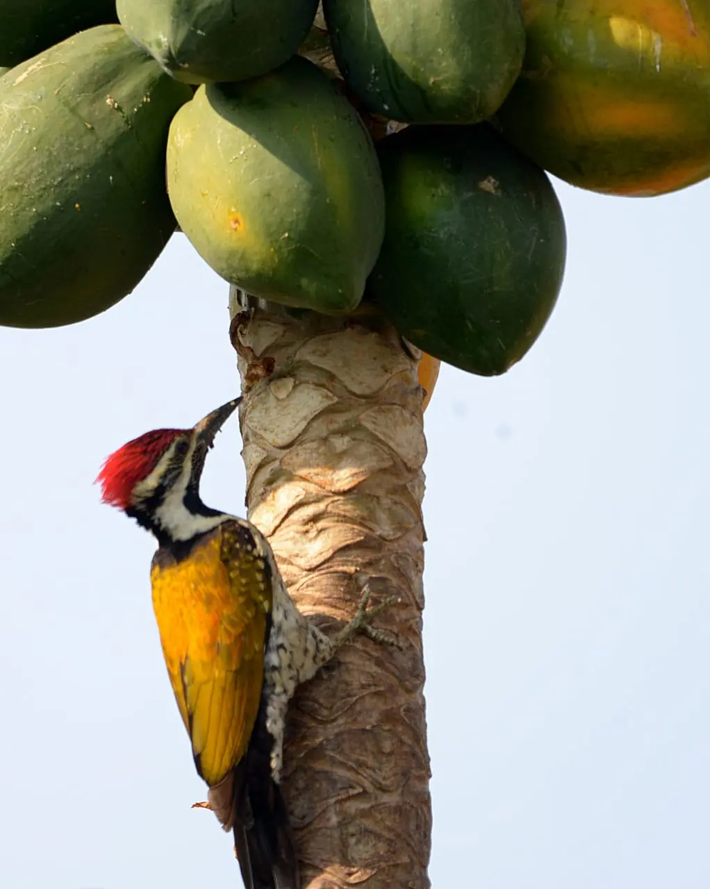 Black-rumped flameback woodpecker