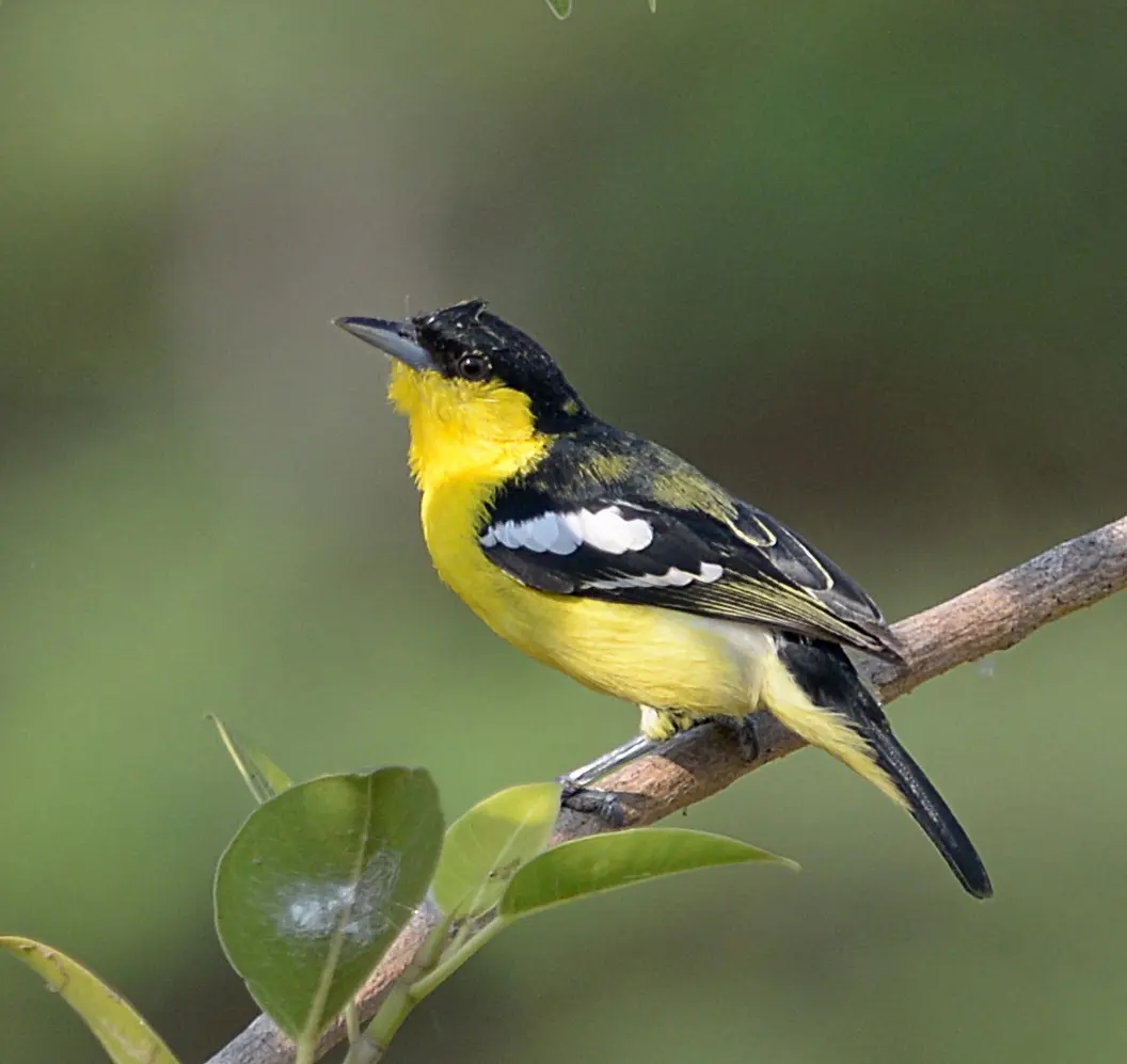 Common iora yellow songbird