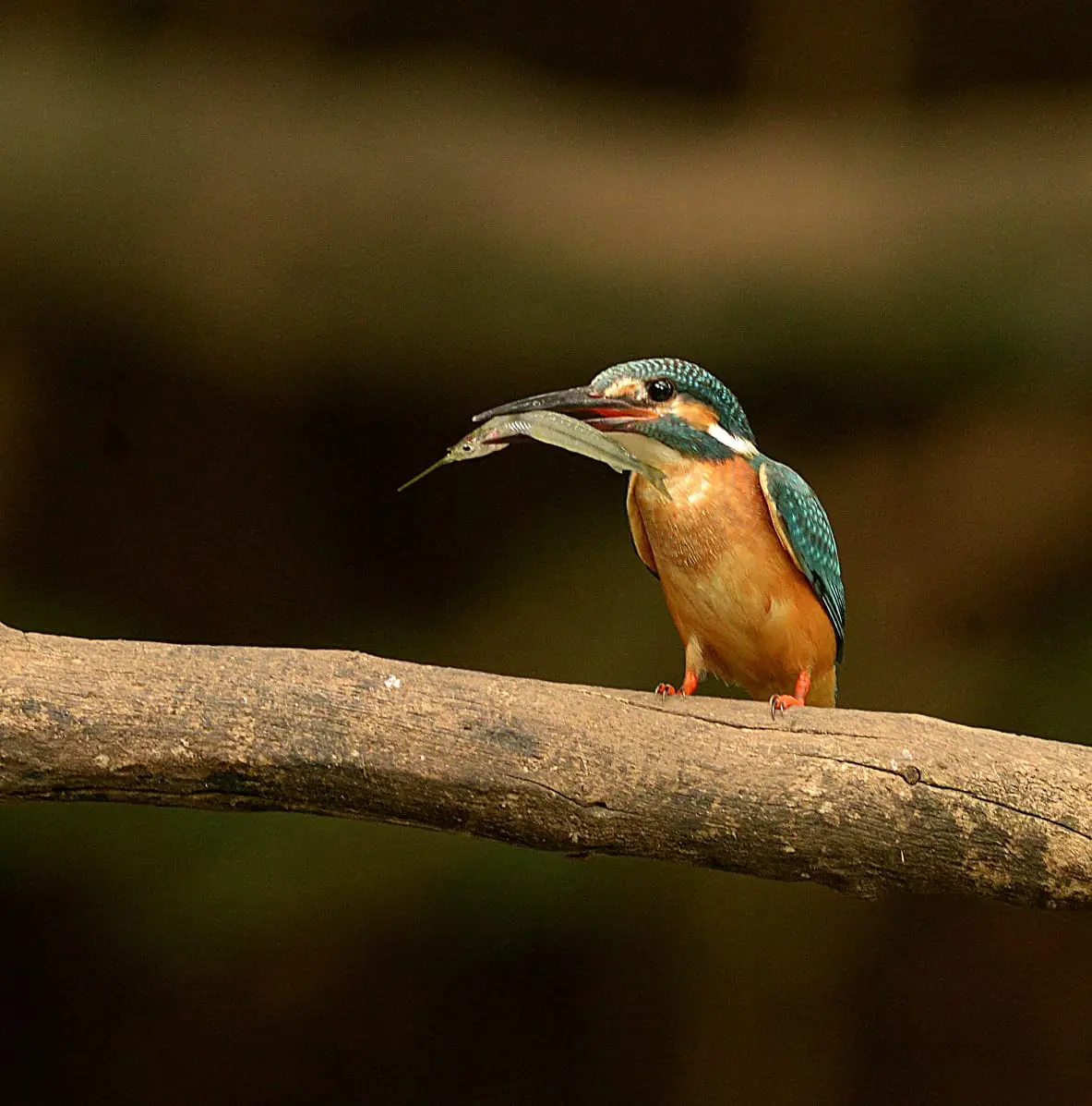 Common kingfisher with fish catch