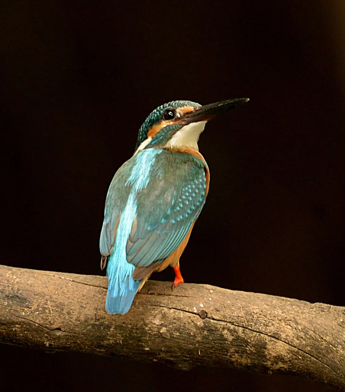 Common kingfisher portrait