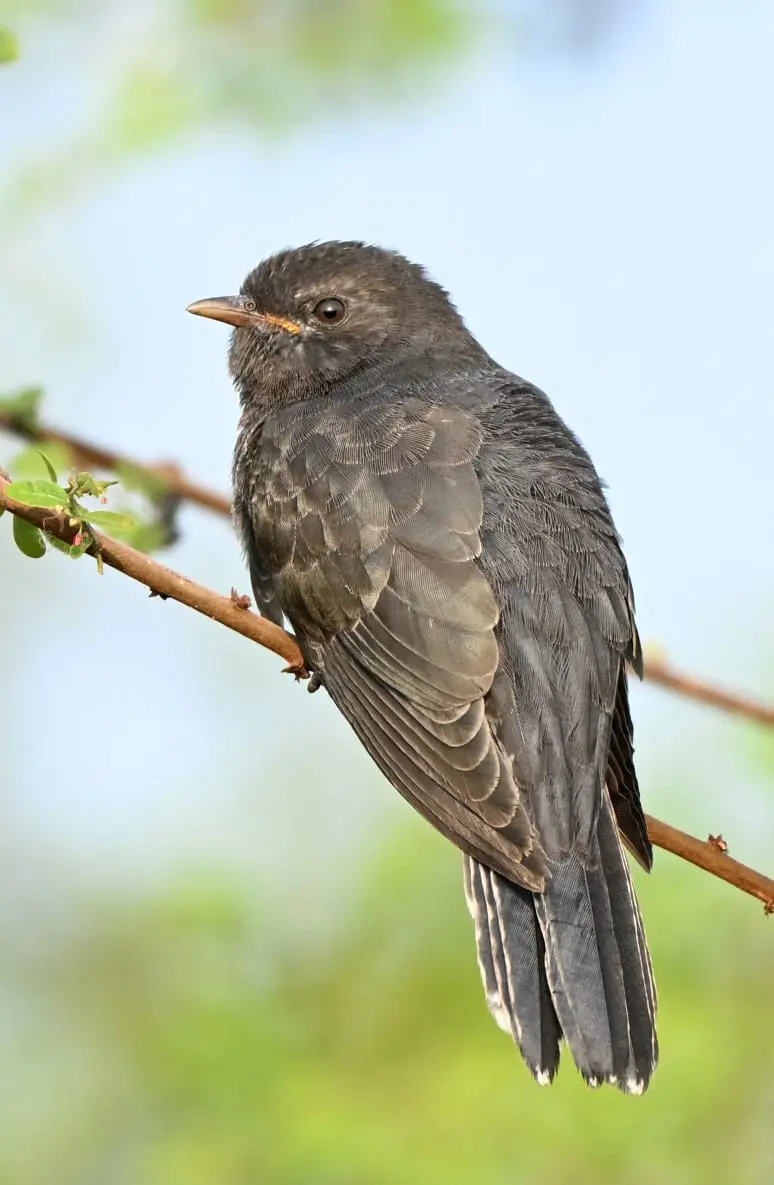 Juvenile hawk-cuckoo portrait