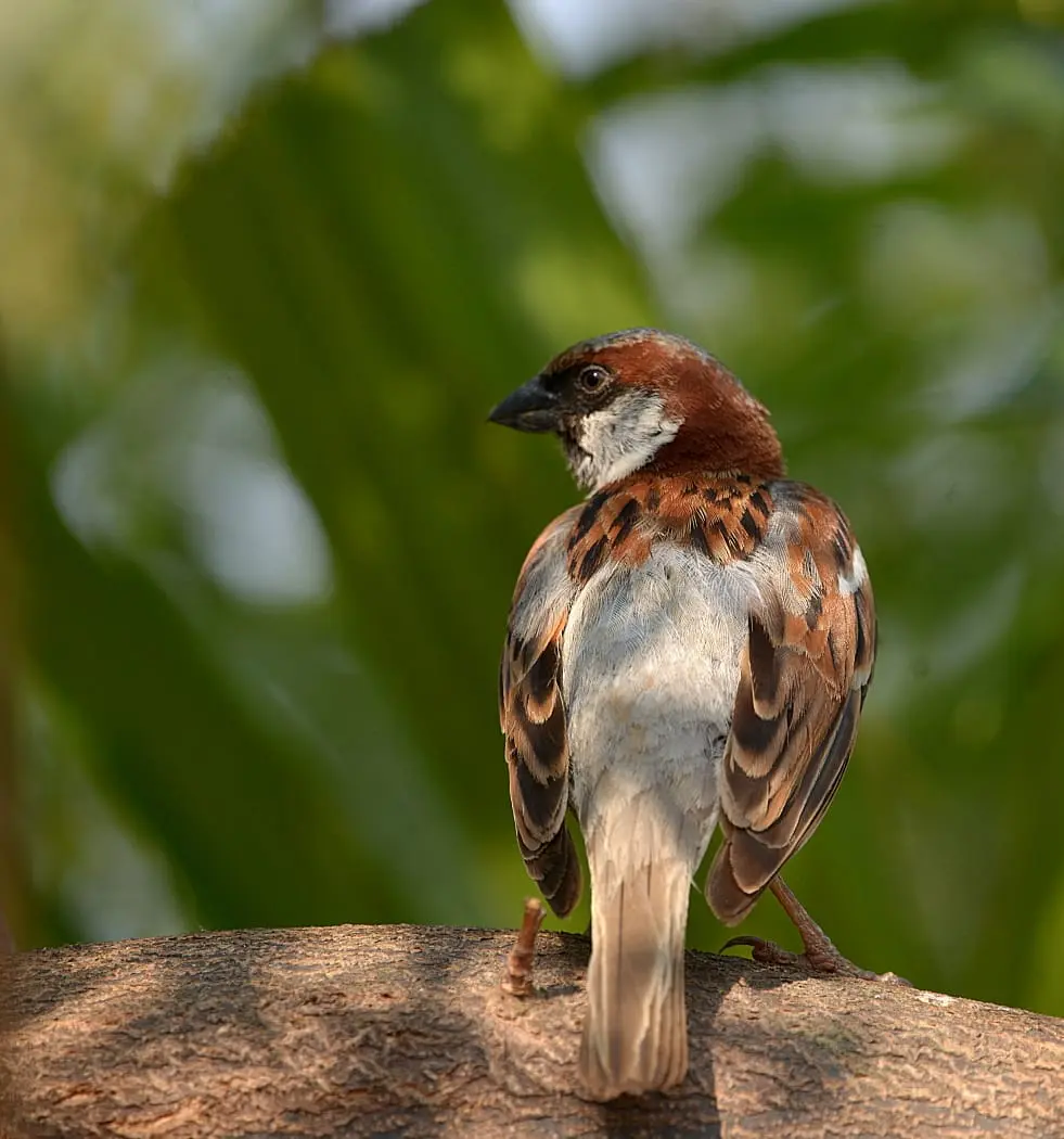 House sparrow portrait