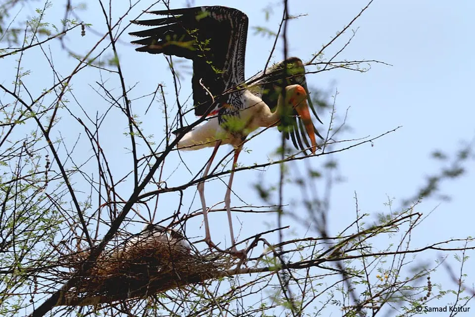 Painted stork landing at nest