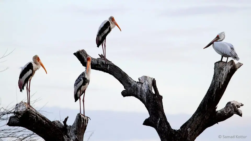 Painted storks and pelican on dead tree
