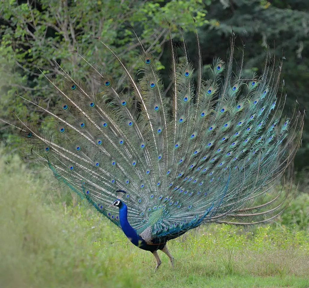 Indian peacock displaying its feathers