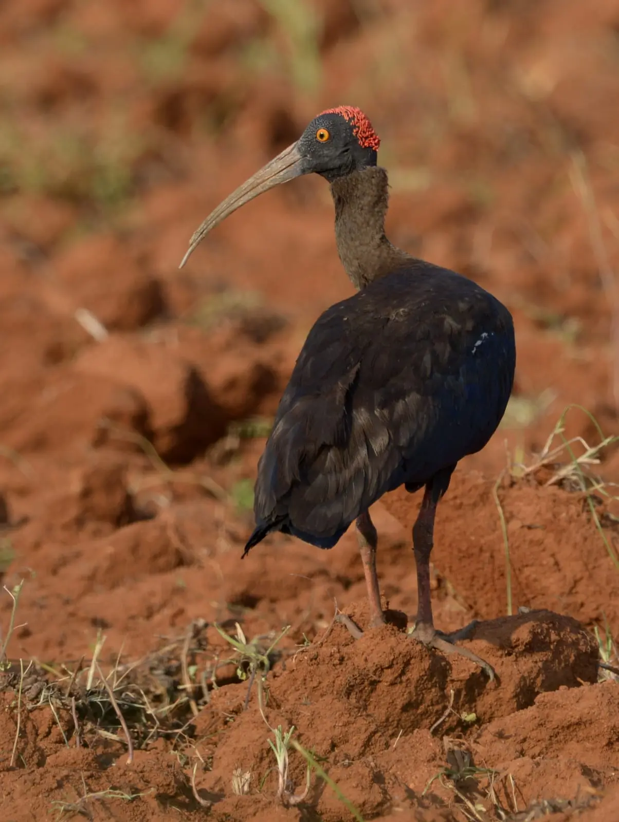 Red-naped ibis portrait