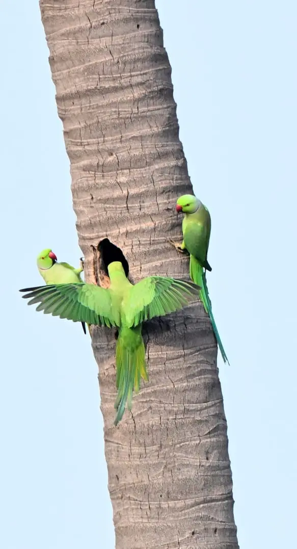 Rose-ringed parakeets at nest hole