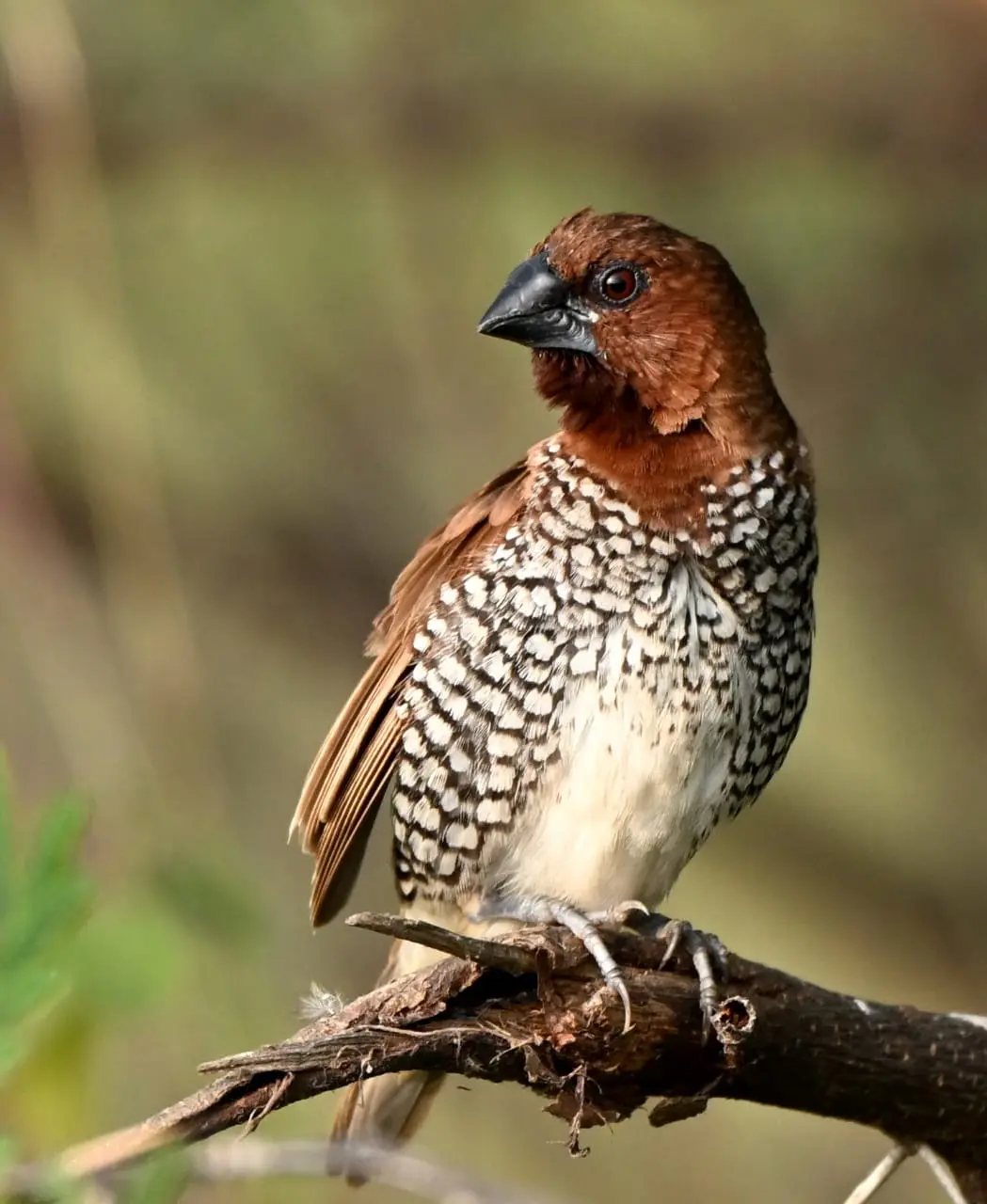 Scaly-breasted munia portrait