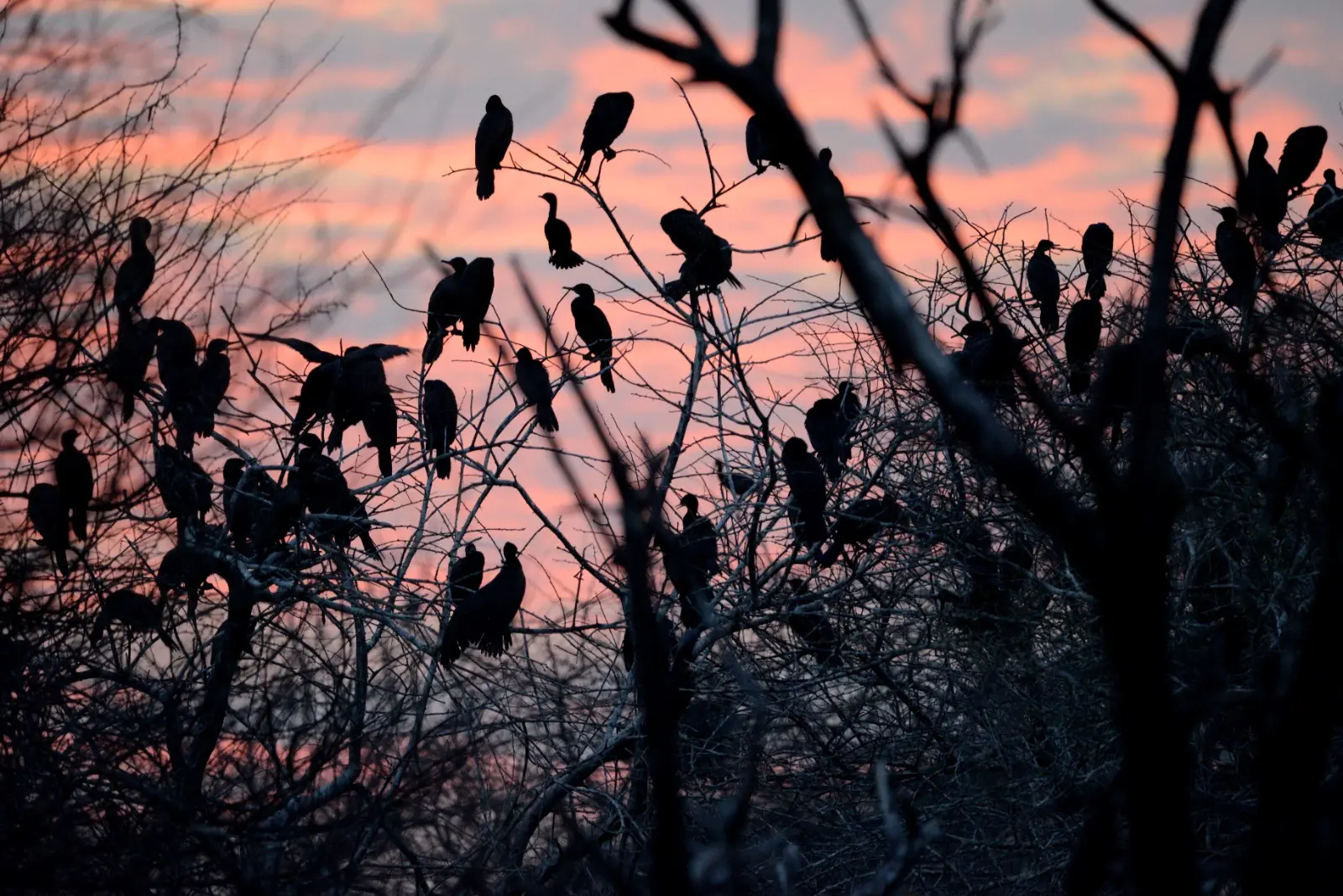 Cormorants roosting in trees at sunset