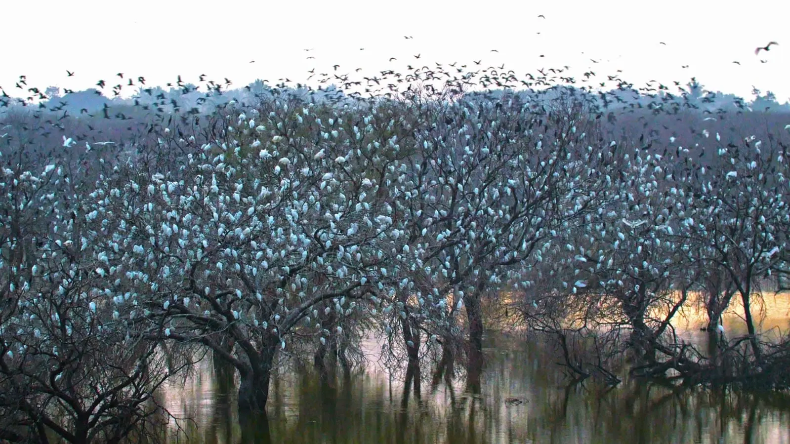 Thousands of birds in submerged acacia trees at sunset