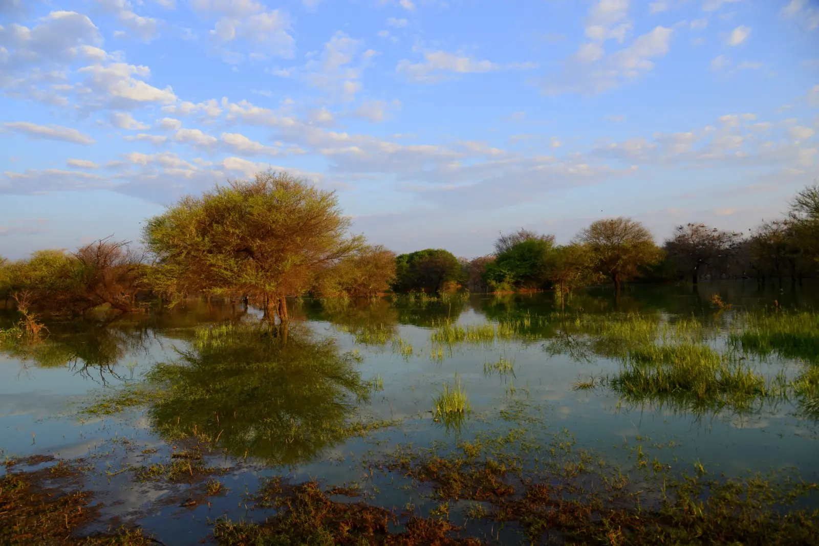 Wetland landscape with tree reflections